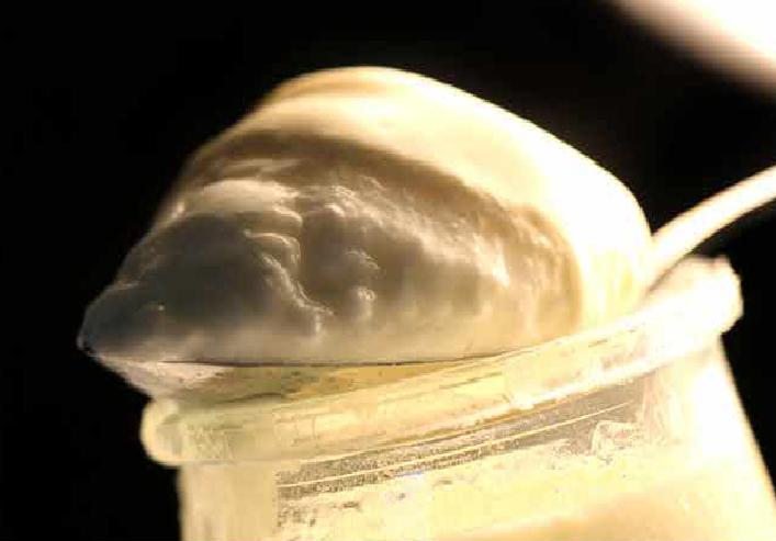 Iogurts / mató